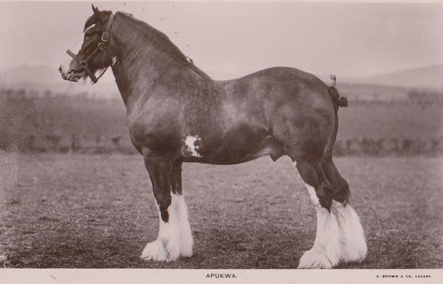Clydesdale Horse